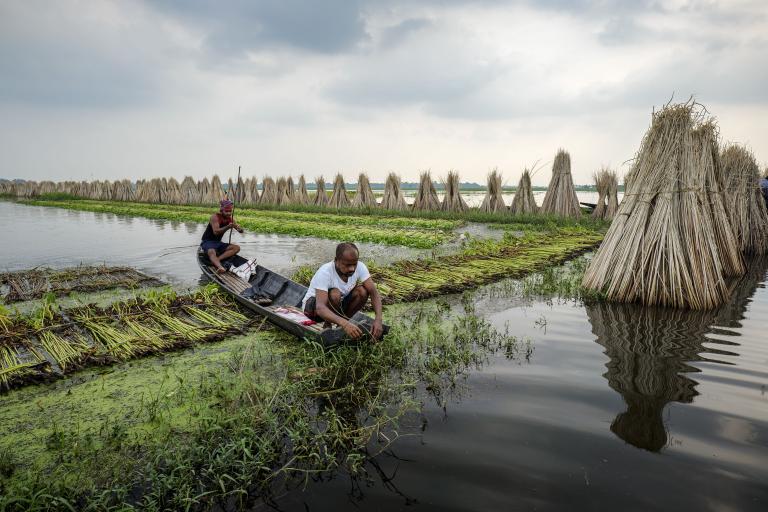 Two people gather aquatic plants from a small boat in a water field, surrounded by harvested plants stacked in conical piles under a cloudy sky.