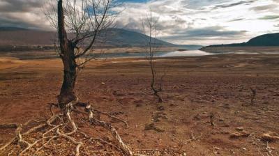 trees on a dry soil