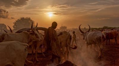 A person stands among cattle under a dramatic sunset sky. The scene is dusty, and trees are silhouetted in the background.