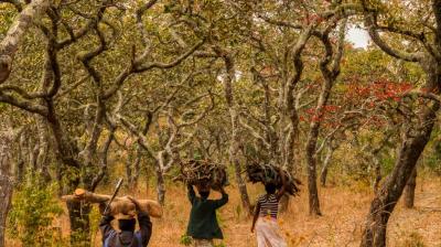 Three people walk through a dry forest carrying bundles of firewood on their heads along a dirt path surrounded by trees with sparse, reddish leaves.