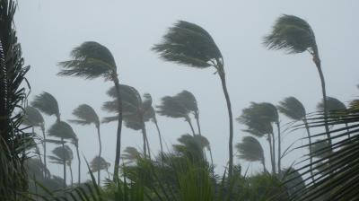 Tall palm trees bend in strong winds under a gray, cloudy sky, with leaves blown dramatically to one side, suggesting stormy weather conditions.