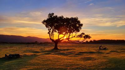 A lone tree silhouetted against a sunset in a field.
