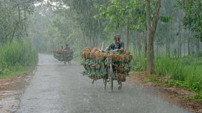 Two people ride bicycles loaded with baskets of pineapples down a rain-swept road between trees.
