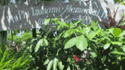 A sign reading "Phi Phi Tsunami Memorial Park" is partially obscured by green plants and foliage.