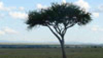 A single tree stands on a flat grassy plain under a partly cloudy sky; the image is pixelated and lacks clear details.