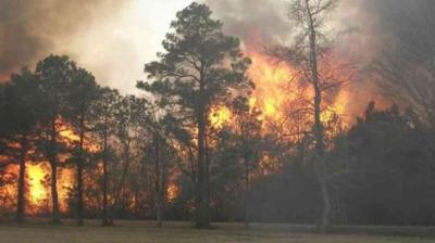 A wildfire burns through a forested area, with large flames and smoke rising among the trees.