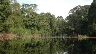 A calm lake reflects lush green trees and a cloudy sky, with numerous wooden poles sticking out of the water.