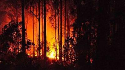 A forest fire with intense orange flames illuminates the dark silhouettes of trees.