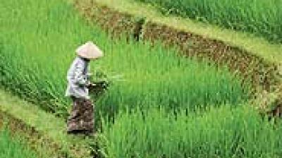 A person wearing a conical hat works in a lush green terraced rice field.