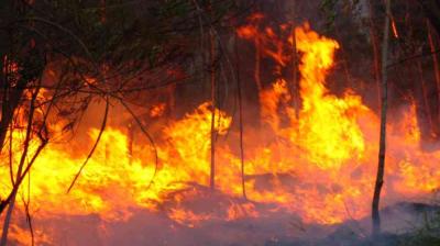 A wildfire burns through a forest area, with large flames engulfing dry vegetation and trees.