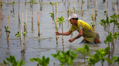 Person in a yellow shirt plants young mangrove saplings in a waterlogged area.