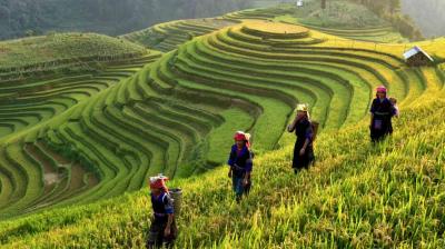 Four people walk through green terraced rice fields under a clear sky, carrying baskets and wearing colorful clothing and headscarves.