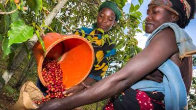 Two women harvest coffee cherries, pouring them from an orange container into a sack, surrounded by green coffee plants.