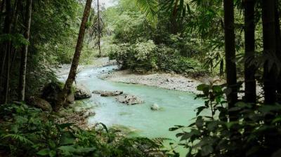 A serene river flows through a lush, green forest with overhanging trees and rocks scattered throughout the water.