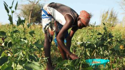 A person wearing a headscarf bends over to pick crops in a green field, placing them into a blue container on the ground.